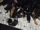 Chiots Rottweiler à vendre