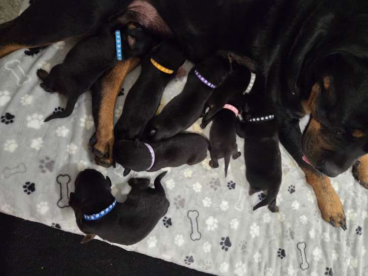 Chiots Rottweiler à vendre