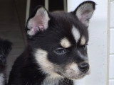 Femelle yeux marrons. petit gabarit (9-10 kg)