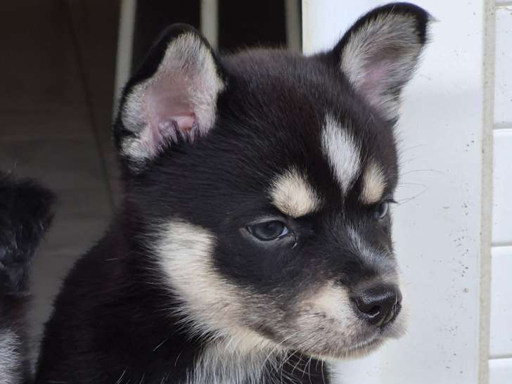 Femelle yeux marrons. petit gabarit (9-10 kg)