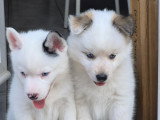 Males yeux bleus (pour l'instant) 1 fluffy (oreilles cassées) et 1 poil polaire