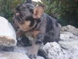 Chiot Bouledogue Français mâle silver merle tan non LOF à vendre