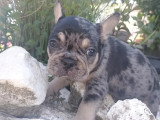 Chiot Bouledogue Français mâle silver merle tan non LOF à vendre