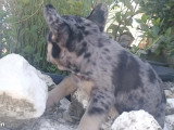 Chiot Bouledogue Français mâle silver merle tan non LOF à vendre