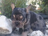 Chiot Bouledogue Français mâle silver merle tan non LOF à vendre