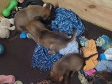 Portée Berger Belge Malinois 1 mâle 4 femelles LOF à réserver