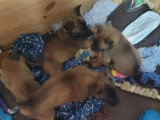 Portée Berger Belge Malinois 1 mâle 4 femelles LOF à réserver