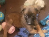 Portée Berger Belge Malinois 1 mâle 4 femelles LOF à réserver