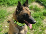 Portée Berger Belge Malinois 1 mâle 4 femelles LOF à réserver