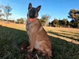Portée Berger Belge Malinois 1 mâle 4 femelles LOF à réserver