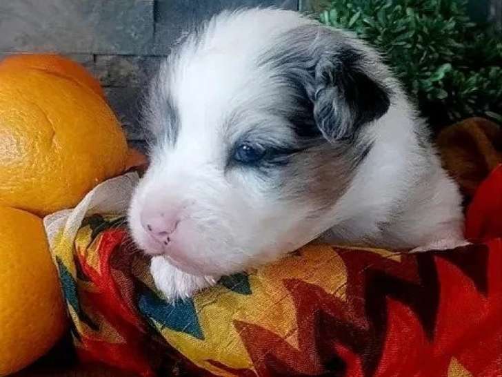 Portée de 4 chiots Berger Australien LOF de juin 2026 à réserver