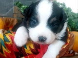Portée de 4 chiots Berger Australien LOF de juin 2026 à réserver
