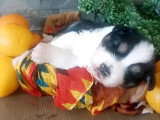 Portée de 4 chiots Berger Australien LOF de juin 2026 à réserver