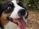 Portée de 4 chiots Berger Australien LOF de juin 2026 à réserver