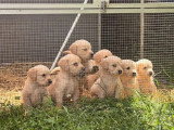 Portée de 8 Golden Retriever LOF nés en mai 2026 à vendre