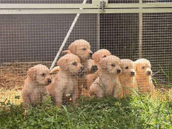 Portée de 8 Golden Retriever LOF nés en mai 2026 à vendre