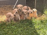 Portée de 8 Golden Retriever LOF nés en mai 2026 à vendre