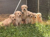 Portée de 8 Golden Retriever LOF nés en mai 2026 à vendre
