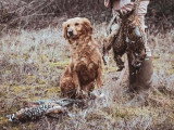 Portée de 8 Golden Retriever LOF nés en mai 2026 à vendre