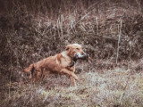 Portée de 8 Golden Retriever LOF nés en mai 2026 à vendre
