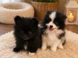 2 chiots femelles Spitz Poméranien inscrites au LOF avril 2026 à vendre