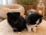 2 chiots femelles Spitz Poméranien inscrites au LOF avril 2026 à vendre