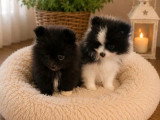 2 chiots femelles Spitz Poméranien inscrites au LOF avril 2026 à vendre