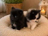 2 chiots femelles Spitz Poméranien inscrites au LOF avril 2026 à vendre