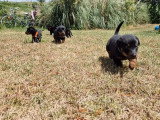 6 chiots Bergers de Beauce nés en juin 2026 LOF à réserver