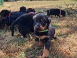 6 chiots Bergers de Beauce nés en juin 2026 LOF à réserver