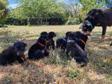 6 chiots Bergers de Beauce nés en juin 2026 LOF à réserver