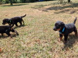 6 chiots Bergers de Beauce nés en juin 2026 LOF à réserver