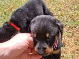 6 chiots Bergers de Beauce nés en juin 2026 LOF à réserver