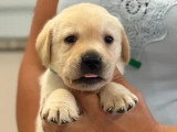 Portée de 7 Retrievers du Labrador sable LOF à réserver