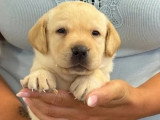 Portée de 7 Retrievers du Labrador sable LOF à réserver