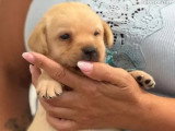 Portée de 7 Retrievers du Labrador sable LOF à réserver