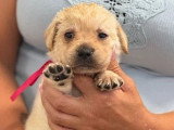 Portée de 7 Retrievers du Labrador sable LOF à réserver