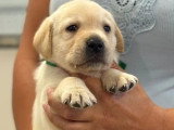 Portée de 7 Retrievers du Labrador sable LOF à réserver
