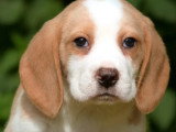 Deux chiots Beagle mâles lemon non LOF nés en mars 2026 à vendre