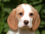 Deux chiots Beagle mâles lemon non LOF nés en mars 2026 à vendre