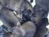 6 chiots Berger Allemand LOF à réserver de juin 2026