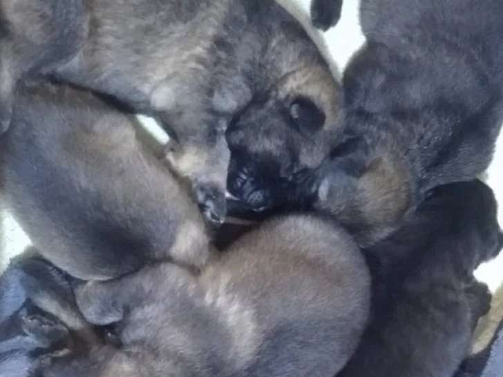6 chiots Berger Allemand LOF à réserver de juin 2026