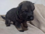 6 chiots Berger Allemand LOF à réserver de juin 2026