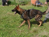 6 chiots Berger Allemand LOF à réserver de juin 2026