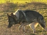 6 chiots Berger Allemand LOF à réserver de juin 2026