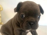 Chiot femelle Bouledogue Français bleu non LOF né en juin 2026 à réserver