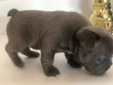 Chiot femelle Bouledogue Français bleu non LOF né en juin 2026 à réserver