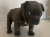 Chiot femelle Bouledogue Français bleu non LOF né en juin 2026 à réserver