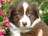 7 chiots Border Collie chocolat non LOF nés en mai 2026 à réserver