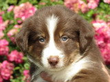 7 chiots Border Collie chocolat non LOF nés en mai 2026 à réserver